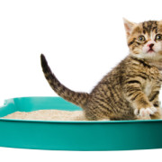 Product Review: Cat Litter Types & Tips | The Happy Beast