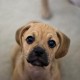 Eight Things Your New Puppy Needs | The Happy Beast