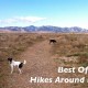 Best Off-Leash Dog Hikes Near Boulder | The Happy Beast
