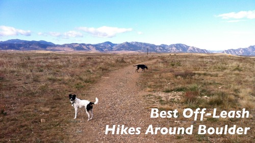 Best Off-Leash Dog Hikes Near Boulder | The Happy Beast