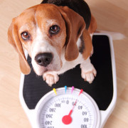 Strategies & Tips for Overweight Dogs | The Happy Beast