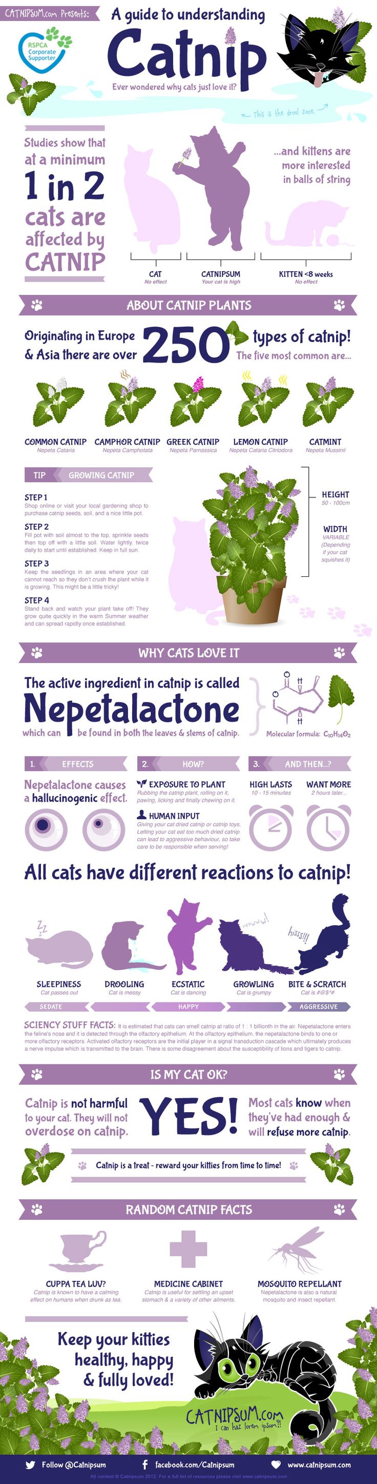 Catnipsum Catnip Infographic | The Happy Beast