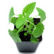 Live catnip plant