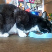 Cats eat meat! Phasing out kibble for cats at The Happy Beast