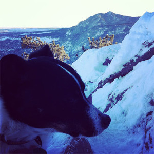Winter Hiking Gear: Loki Dog - The Happy Beast