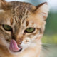 tabby cat licking its lips after eating a raw, meaty bone