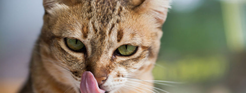 tabby cat licking its lips after eating a raw, meaty bone