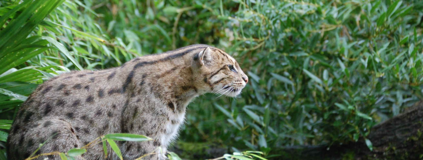 Raising awareness of the world's wildcats
