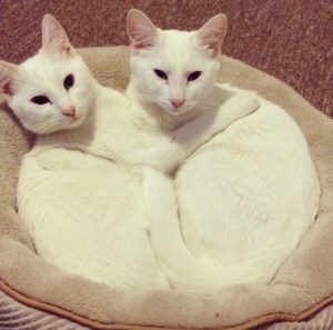 Two white cats cuddling