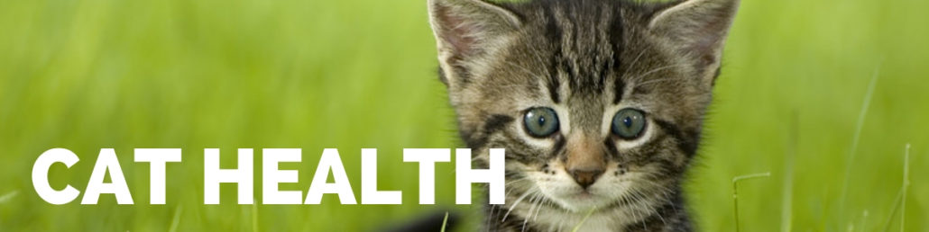 The Happy Beast - Blog - Cat Health