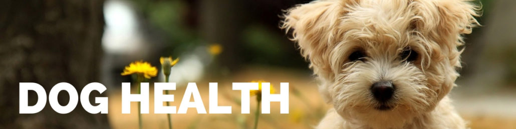 The Happy Beast - Blog - Dog Health