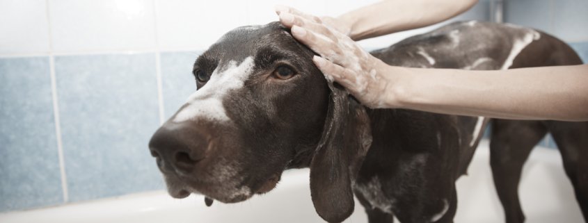 Black Lab Getting a Dog Bath - The Happy Beast