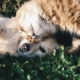 Dog and cat nuzzling in green grass