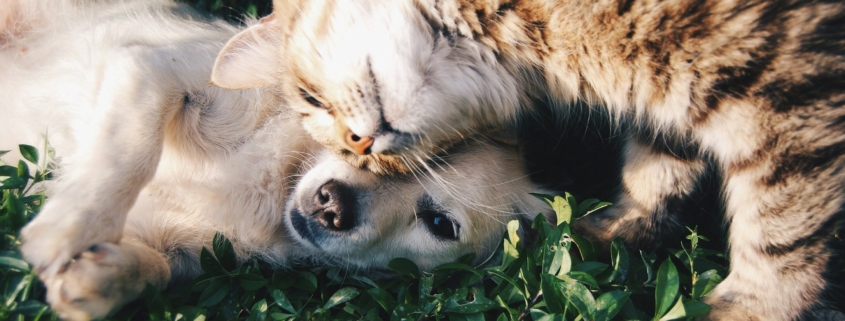 Dog and cat nuzzling in green grass