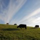 Cows Grazing on Hillside - Meat and the Environment - The Happy Beast