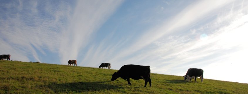 Cows Grazing on Hillside - Meat and the Environment - The Happy Beast