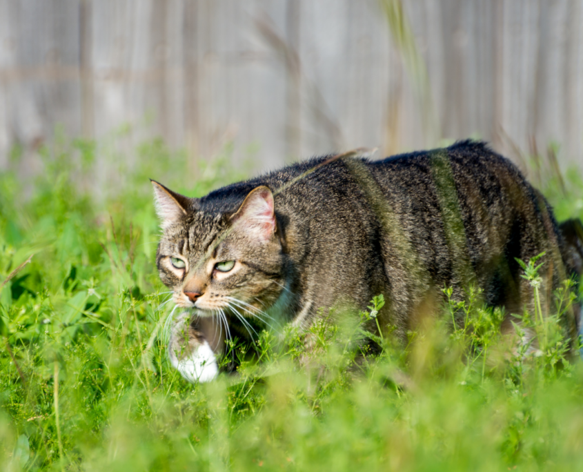 Tabby cat stalking prey in green grass with a gray fence in the background.